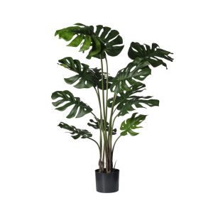 MONSTERA CON VASO CM 126 CON 12 FOGLIE  (Cod. 37737-01)