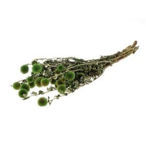 MAZZO ECHINOPS 60CM verde (Cod. 37691-01)