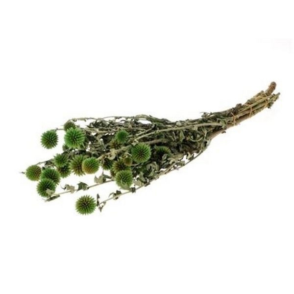 MAZZO ECHINOPS 60CM verde (Cod. 37691-01)