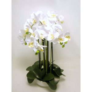 PIANTA PHALENOPSIS CON VASO CERAMICA 66 CM crema (Cod. 37583-02)
