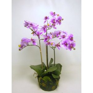 PIANTA PHALENOPSIS CON TERRA 79 CM fuxia (Cod. 37582-03)