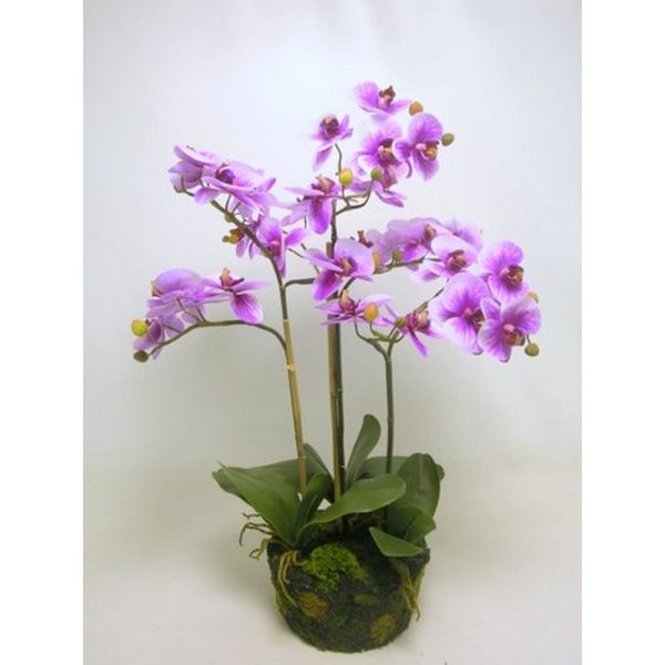 PIANTA PHALENOPSIS CON TERRA 79 CM fuxia (Cod. 37582-03)