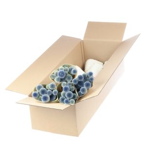 MAZZO ECHINOPS NATURAL H50 CM blu (Cod. 37802-01)