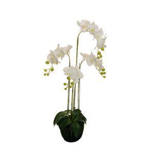 PIANTA PHALENO REAL TOUCH D21 H108 CM  (Cod. 37831-01)