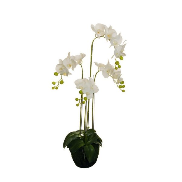 PIANTA PHALENO REAL TOUCH D21 H108 CM  (Cod. 37831-01)