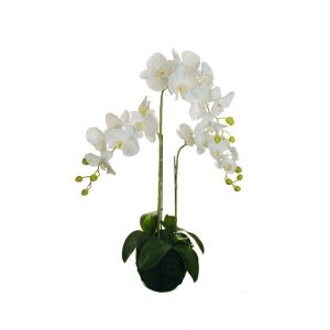 PIANTA PHALENO REAL TOUCH D19 H83 CM  (Cod. 37841-01)