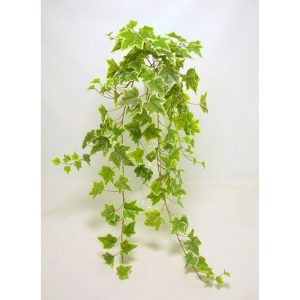 EDERA 159 FOGLIE CM100 variegata (Cod. 29981-02)