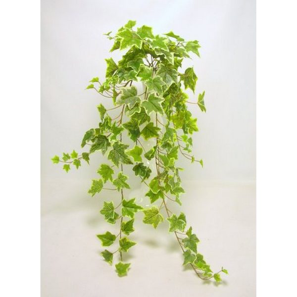 EDERA 159 FOGLIE CM100 variegata (Cod. 29981-02)