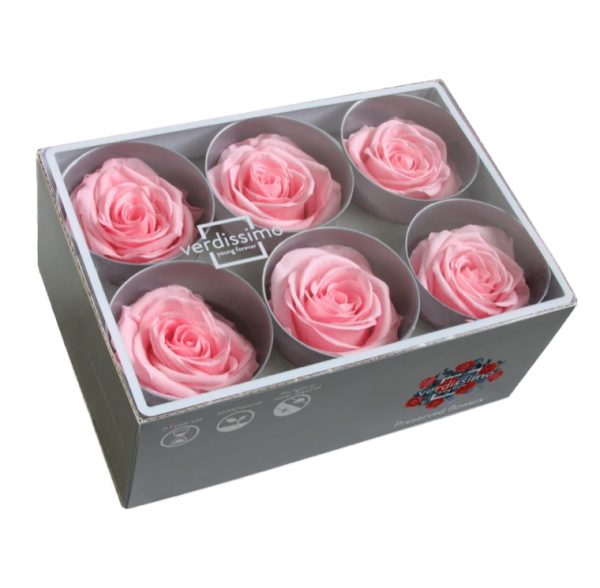 BOX TESTE DI ROSA D 6-6,5CM STABILIZ. PZ.6 rosa-pastello (Cod. 8330-09)