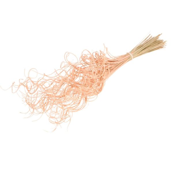 CURLY TING TING PALM  PZ.100 corallo (Cod. 37902-01)