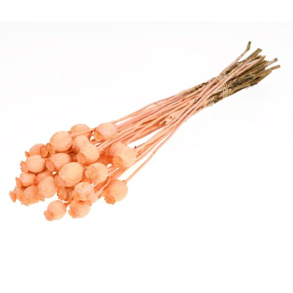 PAPAVERI SECCHI corallo (Cod. 37892-02)