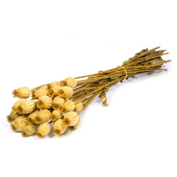 PAPAVERI SECCHI giallo (Cod. 37892-03)