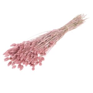 MAZZO PHALARIS rosa-misty (Cod. 39923-11)