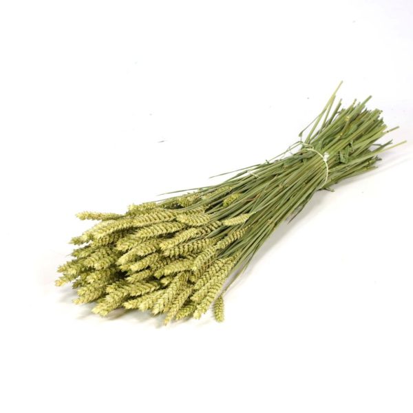 GRANETTO TRITICUM TARWE NATURAL   (Cod. 37908-01)