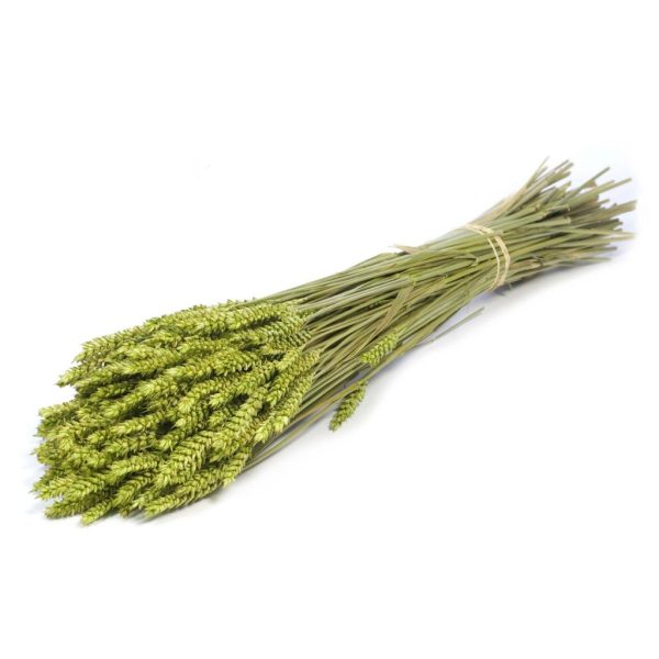 GRANETTO TRITICUM TARWE OLANDESE SELEZIONATO verde (Cod. 37910-03)