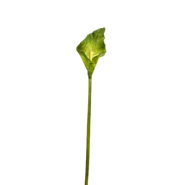 CALLA SUPREME LG.GREEN CM.100  (Cod. 9560-01)