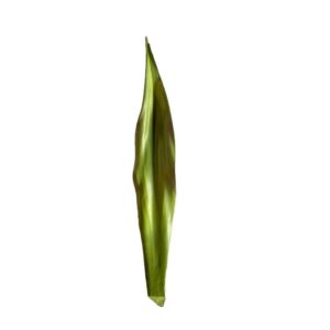 FOGLIA AGAVE CM.67  (Cod. 13564-01)