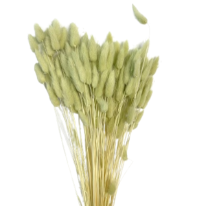 LAGURUS TOPINI GR.100 verde-primavera (Cod. 32442-04)