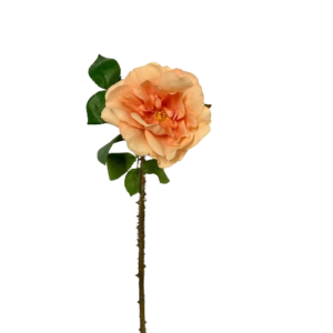ROSA CON SPINE CM.60 pesca (Cod. 24055-01)