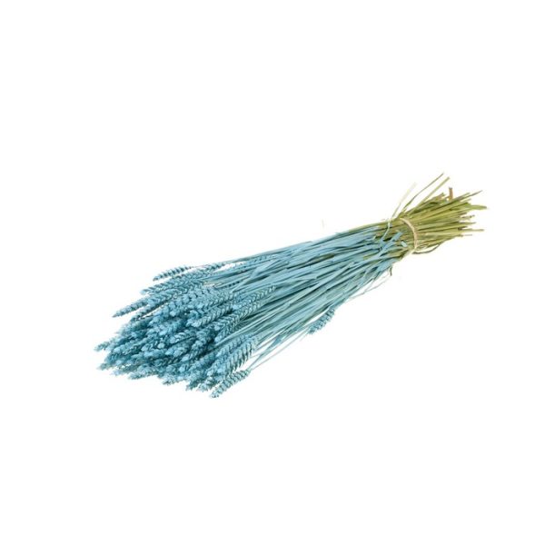 GRANETTO TRITICUM TARWE OLANDESE blu-misty (Cod. 37911-02)