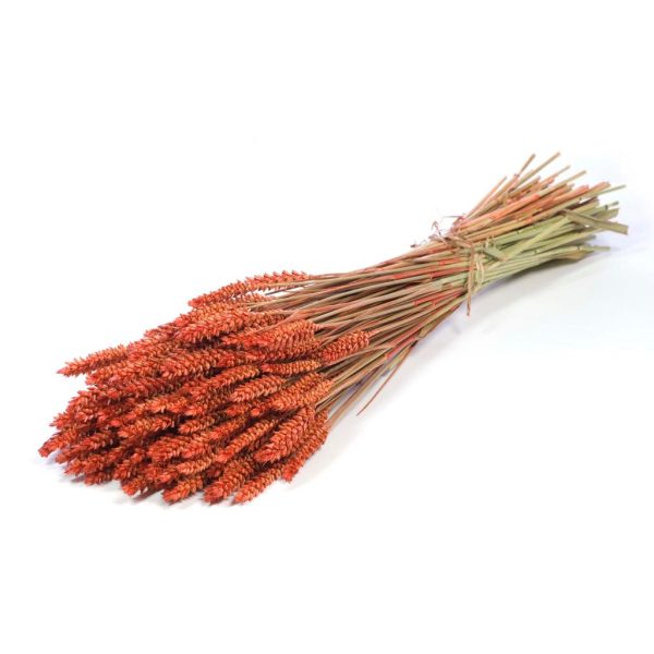 GRANETTO TRITICUM TARWE OLANDESE arancio-bruciato (Cod. 37911-03)