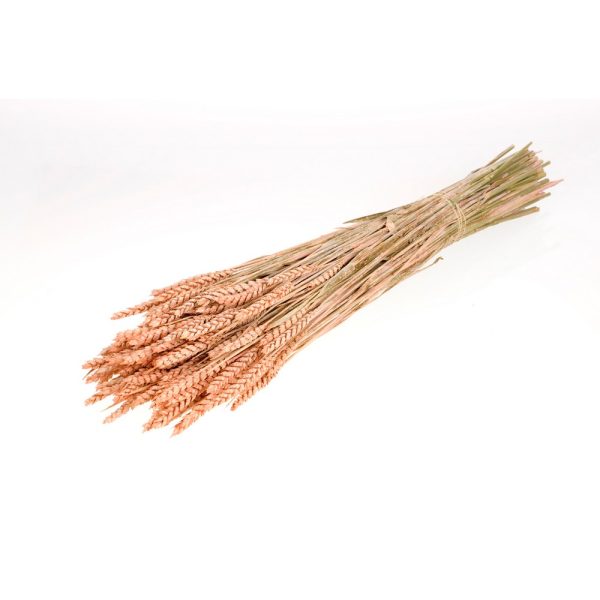 GRANETTO TRITICUM TARWE OLANDESE corallo-misty (Cod. 37911-04)