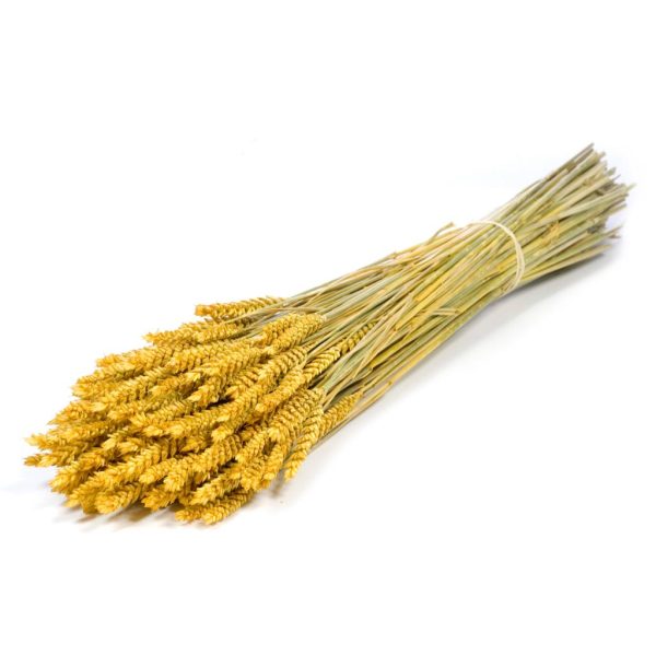 GRANETTO TRITICUM TARWE OLANDESE giallo (Cod. 37911-05)