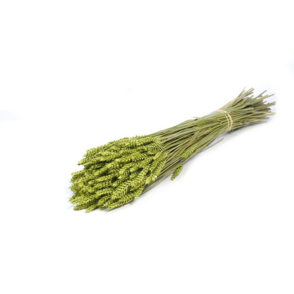 GRANETTO TRITICUM TARWE OLANDESE verde (Cod. 37911-06)