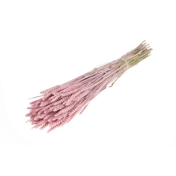 GRANETTO TRITICUM TARWE OLANDESE rosa-misty (Cod. 37911-07)