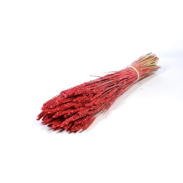 GRANETTO TRITICUM TARWE OLANDESE rosso (Cod. 37911-08)