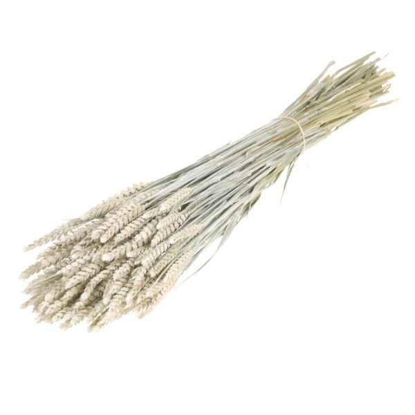 GRANETTO TRITICUM TARWE OLANDESE bianco (Cod. 37911-10)