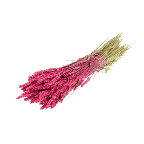 GRANETTO TRITICUM TARWE OLANDESE ciliegia (Cod. 37911-11)