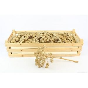 SET FERULE 25 PZ.  (Cod. 38077-01)