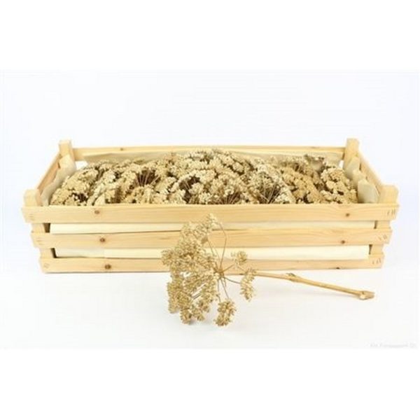 SET FERULE 25 PZ.  (Cod. 38077-01)