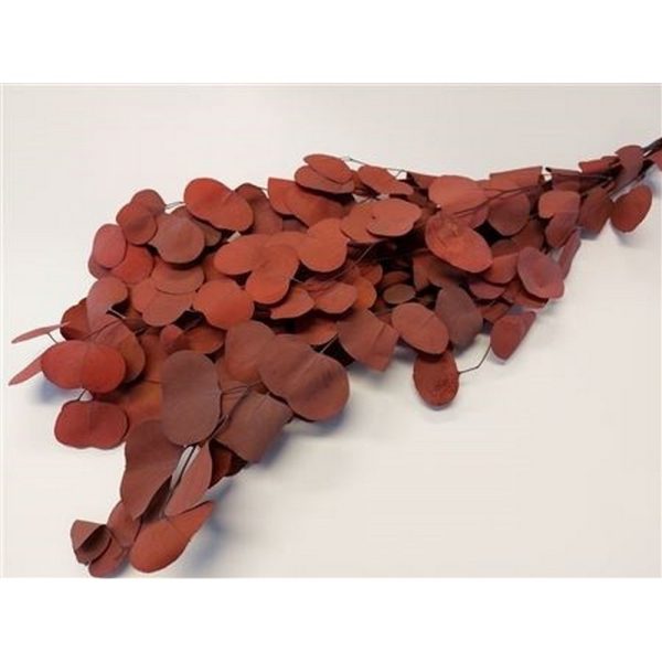 EUCALYPTUS POPULUS STABILIZZATO 150 GR.  (Cod. 38080-01)