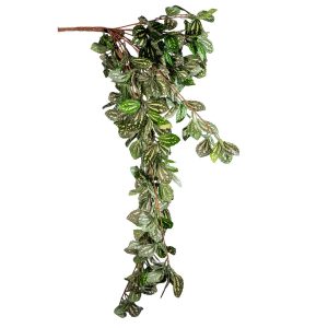 BUSH FITTONIA 97 FOGLIE  110 CM  (Cod. 37978-01)