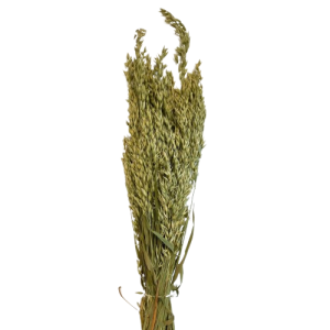 AVENA NATURALE VERDE H.87 CM   (Cod. 38398-01)