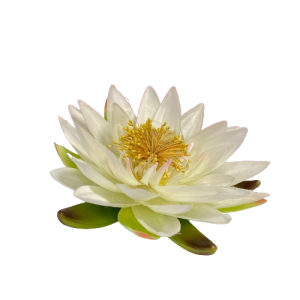 LOTUS GALLEGGIANTE PICCOLO D.15 CM  (Cod. 17081-01)