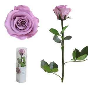 GIFT BOX AMOROSA MINI H27,5 DIAM. TESTA 3,5-4,5 lilla (Cod. 17974-12)