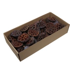 40 PZ. LOTUS NATURALE 5-7CM  (Cod. 38412-01)