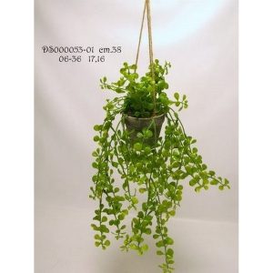 CRASSULA OVATA IN VASO DA APPENDERE CM 38  (Cod. 28494-01)