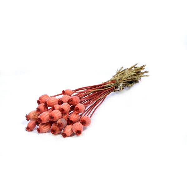 PAPAVERI SECCHI arancione-bruciato (Cod. 37892-01)
