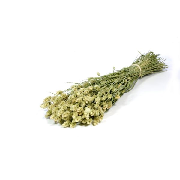 MAZZO PHALARIS NATURALE verde- (Cod. 37907-01)