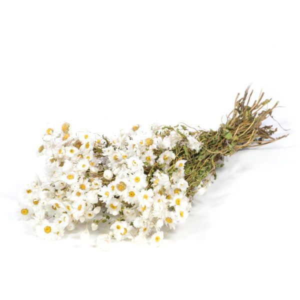 MAZZO RHODANTHE  bianco (Cod. 37893-01)
