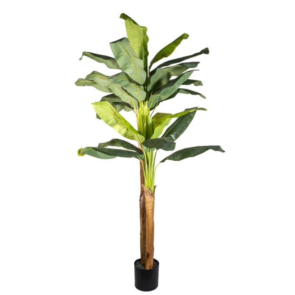PIANTA BANANO 29 FOGLIE 200 CM  (Cod. 38768-01)