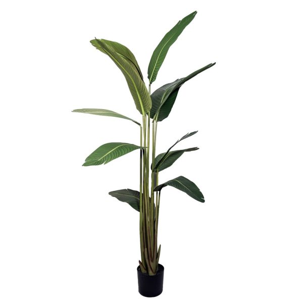 STERLIZIA 11 FOGLIE H190 CM  (Cod. 38763-01)