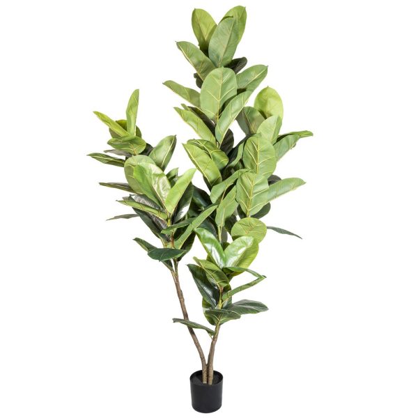 FICUS X3  200 CM  (Cod. 38765-01)