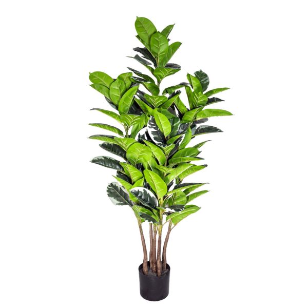 FICUS ELASTICA X3  140 CM  (Cod. 38766-01)