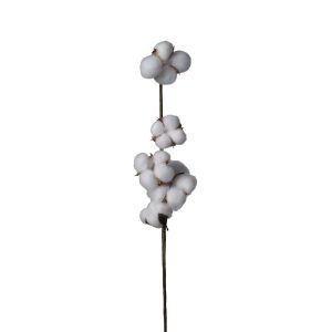 RAMO COTONE X5 CM65  (Cod. 38899-01)
