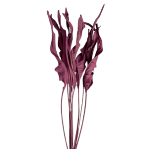 STERLIZIA FOGLIE PZ10 COLORATE orchidea-65 (Cod. 2157-02)